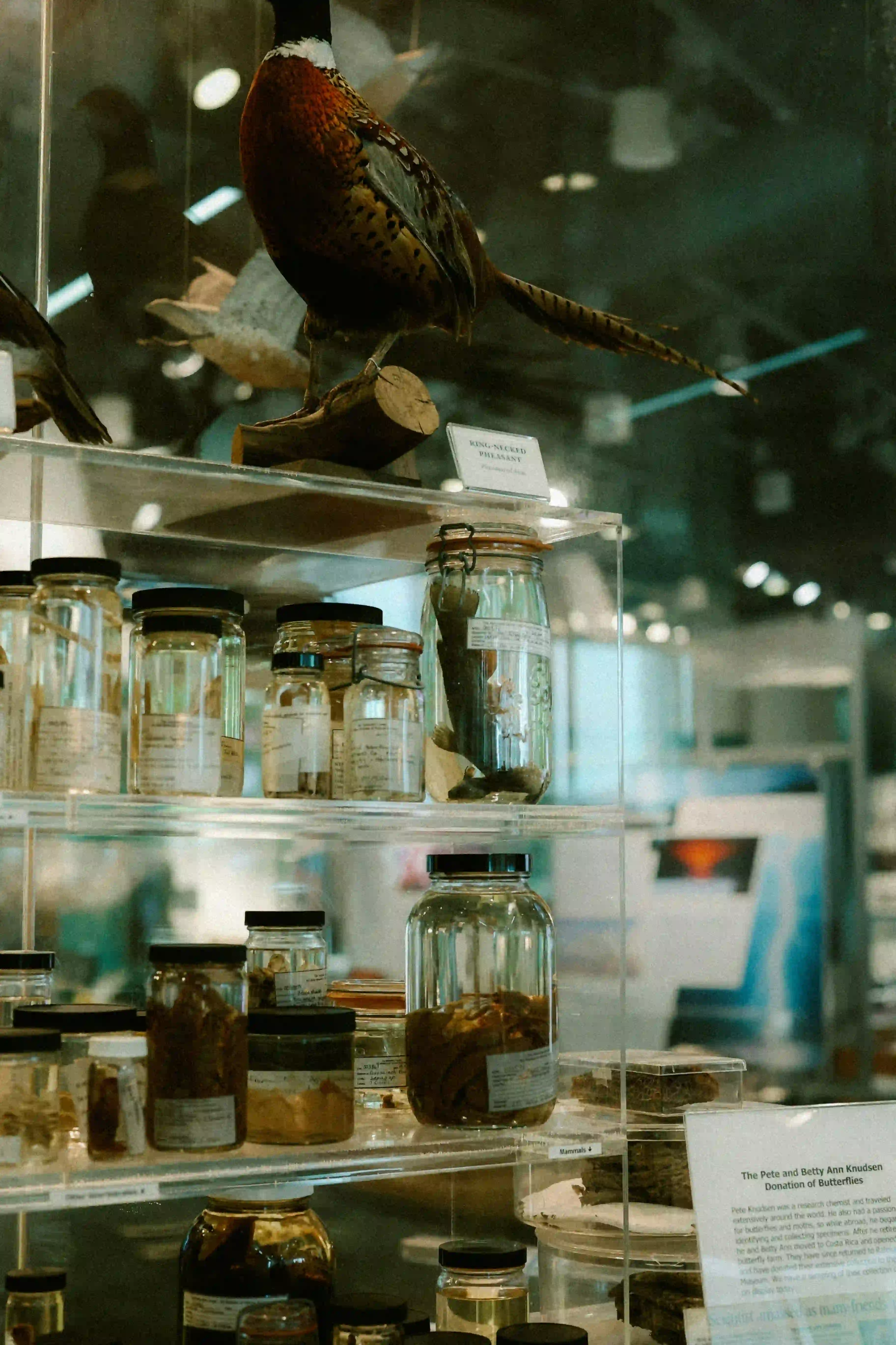 Specimen jars with preserved biological samples on display in a museum biology and medicine exhibition