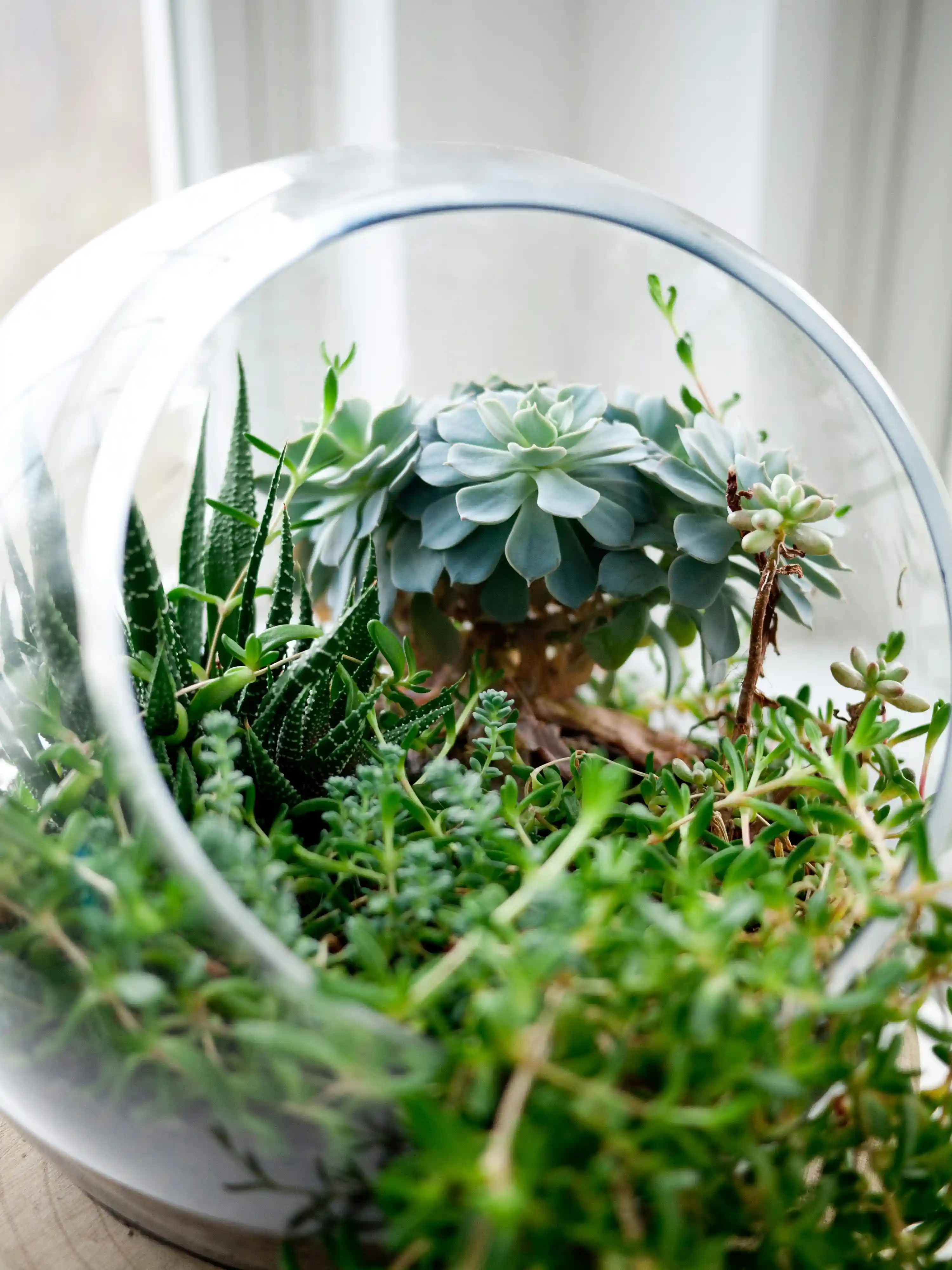 Close-up of green succulent plants in the Ecology exhibition, highlighting biodiversity and sustainability