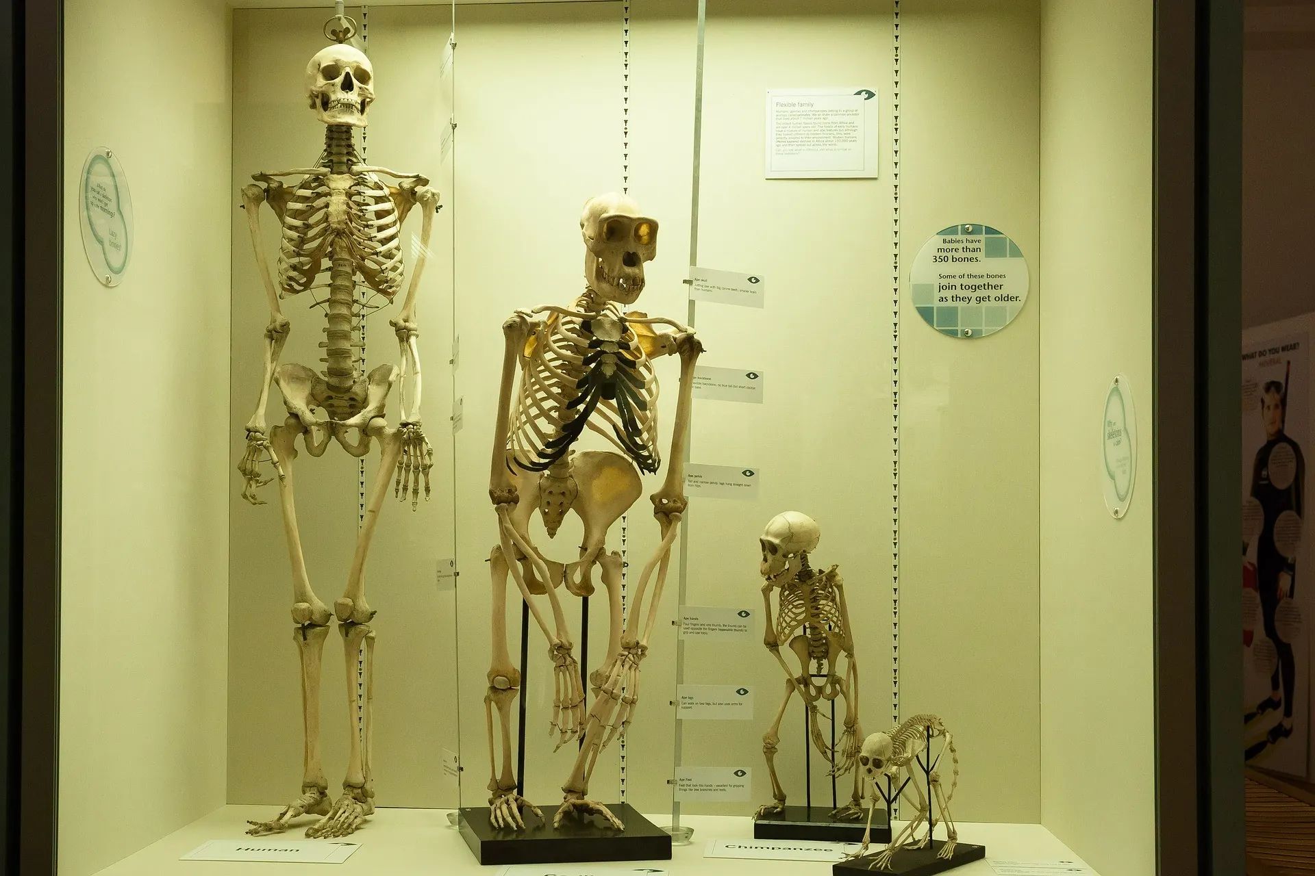 Human and primate skeletons on display in the Evolution exhibition, showing the study of origins and species development