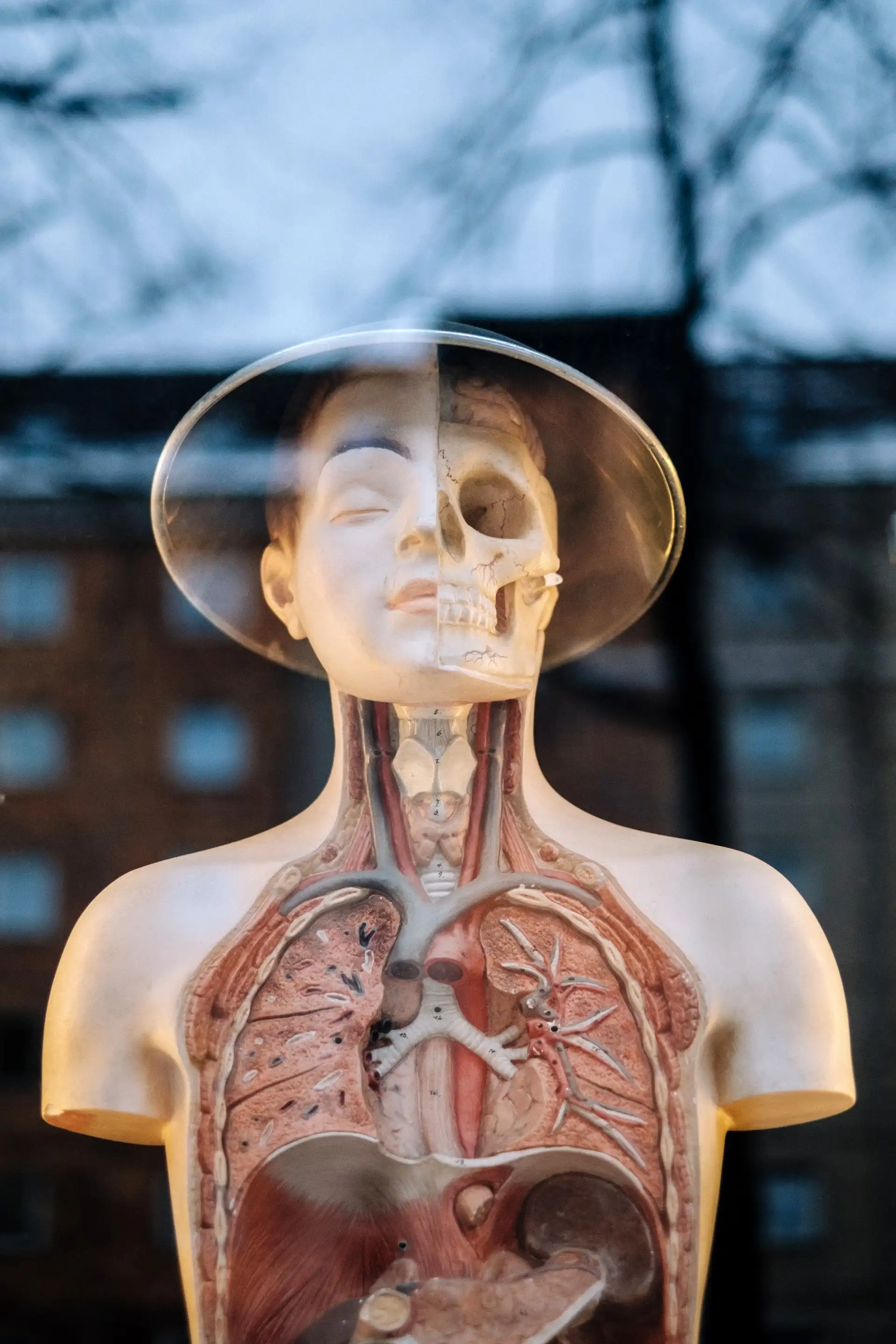 Detailed human anatomy model showing muscles and internal organs for medical education display.